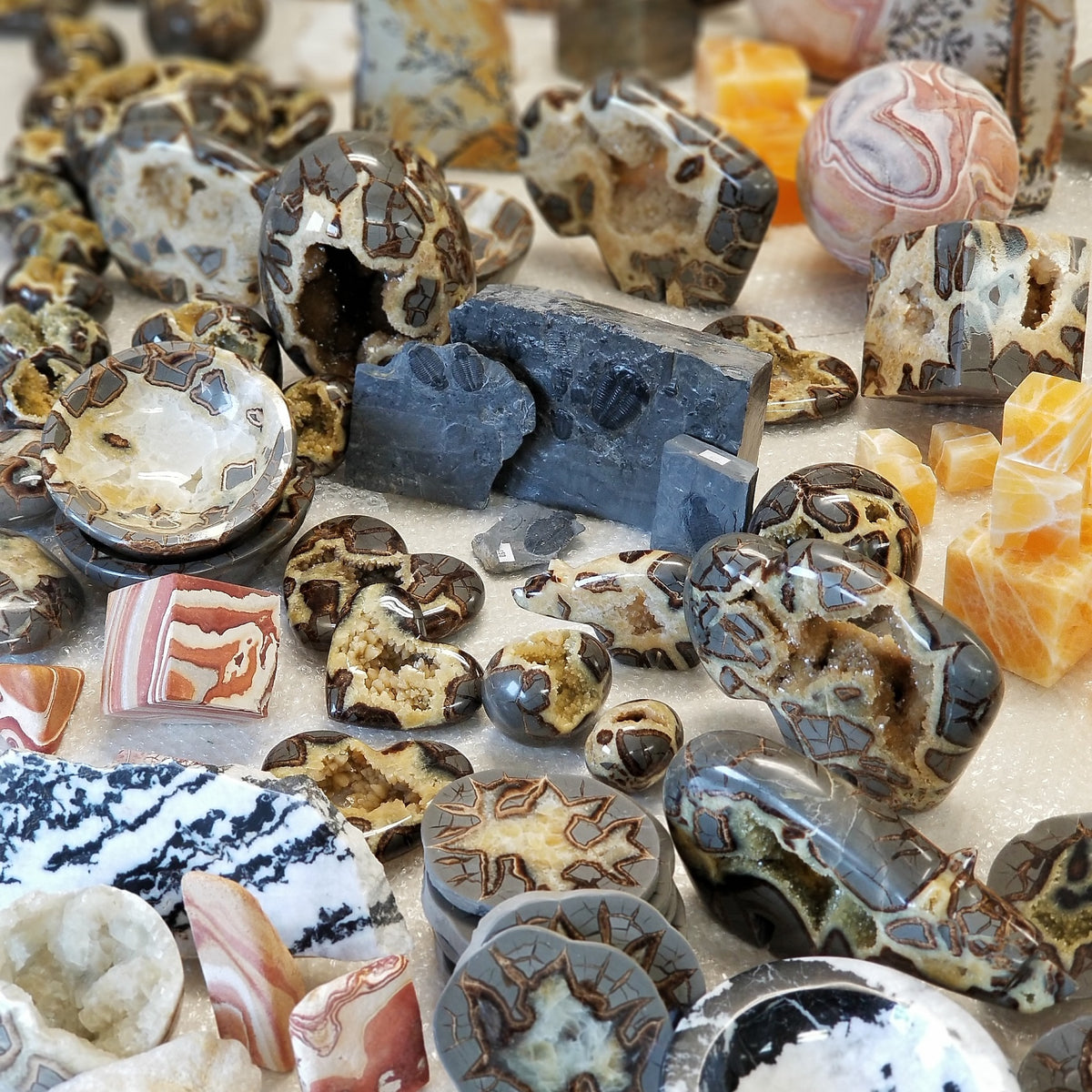 The Bug House Rock and Fossil Store New Inventory