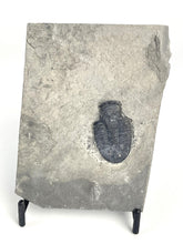 Load image into Gallery viewer, Utah Asaphiscus Wheeleri Fossil Trilobite Molt 1 1/4" Middle Cambrian Period Wheeler Shale Formation