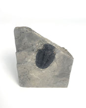 Load image into Gallery viewer, Utah Asaphiscus Wheeleri Fossil Trilobite Molt 1 1/4" Middle Cambrian Period Wheeler Shale Formation