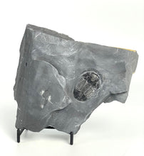 Load image into Gallery viewer, Utah Asaphiscus Wheeleri Fossil Trilobite 1 3/8" Middle Cambrian Period Wheeler Shale Formation