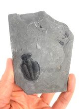 Load image into Gallery viewer, Utah Asaphiscus Wheeleri Fossil Trilobite 1 3/8" long Middle Cambrian Period Wheeler Shale Formation