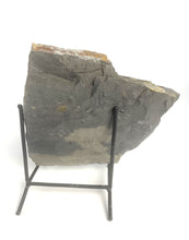 Load image into Gallery viewer, Utah West Desert Wheeler Shale prolific with Middle Cambrian Fossil Trilobites