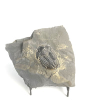 Load image into Gallery viewer, XX-Large 2 1/8" Utah House Range Asaphiscus Wheeleri Fossil Trilobite Middle Cambrian Period Wheeler Shale