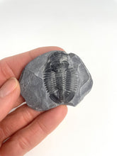 Load image into Gallery viewer, Utah Asaphiscus Wheeleri Fossil Trilobite 1 3/8" long Middle Cambrian Period Wheeler Shale Formation