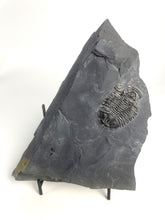 Load image into Gallery viewer, X-Large 2" Asaphiscus wheeleri Fossil Trilobite Molt