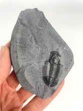 Load image into Gallery viewer, Utah Asaphiscus Wheeleri Fossil Trilobite 1 3/8" long Middle Cambrian Period Wheeler Shale Formation