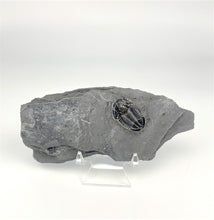 Load image into Gallery viewer, Utah Asaphiscus Wheeleri Fossil Trilobite 7/8-1" Middle Cambrian Period Wheeler Shale Formation