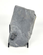 Load image into Gallery viewer, Utah Asaphiscus Wheeleri Fossil Trilobite 1-1 1/8" Middle Cambrian Period Wheeler Shale Formation