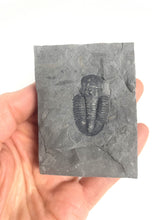 Load image into Gallery viewer, Utah Asaphiscus Wheeleri Fossil Trilobite Molt 1 1/4" Middle Cambrian Period Wheeler Shale Formation
