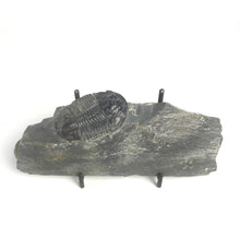 Load image into Gallery viewer, X-Large 2" Utah House Range Asaphiscus Wheeleri Fossil Trilobite Middle Cambrian Period Wheeler Shale