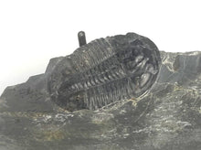 Load image into Gallery viewer, X-Large 2" Asaphiscus wheeleri Fossil Trilobite