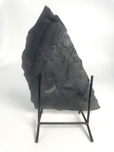 Load image into Gallery viewer, X-Large 2" Asaphiscus wheeleri Fossil Trilobite Molt