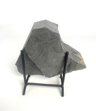 Load image into Gallery viewer, Utah West Desert Wheeler Shale prolific with Middle Cambrian Fossil Trilobites