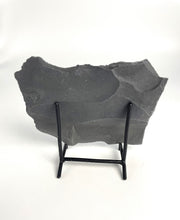 Load image into Gallery viewer, Utah West Desert Wheeler Shale prolific with Middle Cambrian Fossil Trilobites