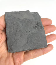 Load image into Gallery viewer, Utah West Desert Wheeler Shale prolific with Middle Cambrian Fossil Trilobites