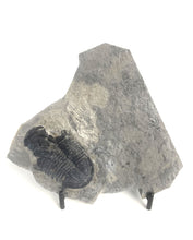 Load image into Gallery viewer, X-Large 2" Utah Asaphiscus Wheeleri Fossil Trilobite Middle Cambrian Period Wheeler Shale Formation