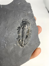 Load image into Gallery viewer, 1 3/4" Utah Asaphiscus Wheeleri Fossil Trilobite Molt infused with Pyrite Crystals Middle Cambrian Period Wheeler Shale Formation