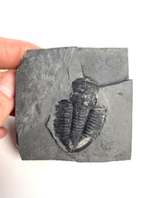 Load image into Gallery viewer, 1 3/4" Utah Asaphiscus Wheeleri Fossil Trilobite Molt infused with Pyrite Crystals Middle Cambrian Period Wheeler Shale Formation