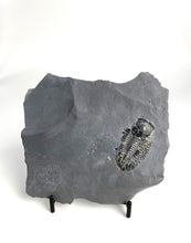 Load image into Gallery viewer, 1 3/4" Utah Asaphiscus Wheeleri Fossil Trilobite Molt infused with Pyrite Crystals Middle Cambrian Period Wheeler Shale Formation