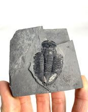 Load image into Gallery viewer, 1 3/4" Utah Asaphiscus Wheeleri Fossil Trilobite Molt infused with Pyrite Crystals Middle Cambrian Period Wheeler Shale Formation
