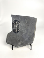 Load image into Gallery viewer, XXLarge 2 1/4" Utah House Range Asaphiscus Wheeleri Fossil Trilobite Middle Cambrian Period Wheeler Shale