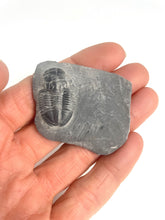 Load image into Gallery viewer, Asaphiscus wheeleri Fossil Trilobite Molt 1-1 1/8"
