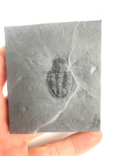 Load image into Gallery viewer, Asaphiscus wheeleri Fossil Trilobite Molt 1-1 1/8"