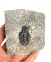 Load image into Gallery viewer, Asaphiscus wheeleri Fossil Trilobite Molt 1-1 1/8"