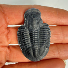 Load image into Gallery viewer, A small trilobite fossil specimen held on a person's fingers against a plain light background.
