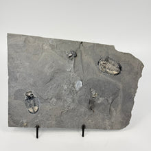 Load image into Gallery viewer, Fossilized trilobites on a gray rock shale slab against a white background