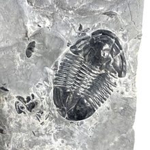 Load image into Gallery viewer, Large Asaphiscus wheeleri 1 7/8" complete trilobite Wheeler shale Marjum formation Utah