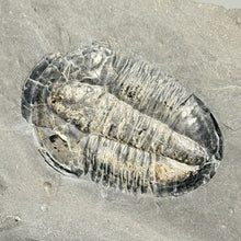 Load image into Gallery viewer, Fossilized trilobite on a shale gray rock surface