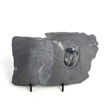Load image into Gallery viewer, 1 5/8" Utah Asaphiscus wheeleri Fossil Trilobite Molt with Pyrite Crystal Inclusion Middle Cambrian Period Wheeler Shale Formation