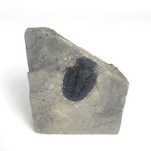 Load image into Gallery viewer, Utah Asaphiscus Wheeleri Fossil Trilobite Molt 1 1/4" Middle Cambrian Period Wheeler Shale Formation