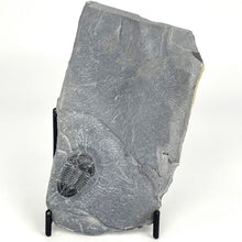 Load image into Gallery viewer, Utah Asaphiscus Wheeleri Fossil Trilobite 1-1 1/8" Middle Cambrian Period Wheeler Shale Formation