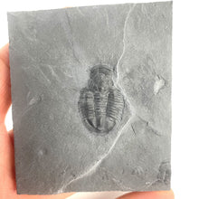 Load image into Gallery viewer, Asaphiscus wheeleri trilobite fossil on wheeler shale