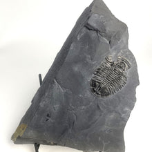 Load image into Gallery viewer, X-Large 2" Asaphiscus wheeleri Fossil Trilobite Molt on a shale piece, on a metal stand