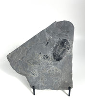 Load image into Gallery viewer, Large Asaphiscus wheeleri 1 7/8" complete trilobite Wheeler shale Marjum formation Utah