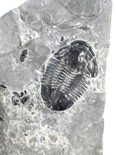 Load image into Gallery viewer, Large Asaphiscus wheeleri 1 7/8" complete trilobite Wheeler shale Marjum formation Utah