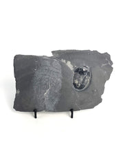 Load image into Gallery viewer, 1 5/8" Utah Asaphiscus wheeleri Fossil Trilobite Molt with Pyrite Crystal Inclusion Middle Cambrian Period Wheeler Shale Formation