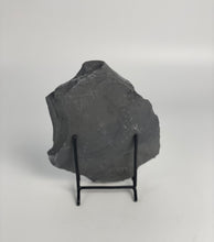 Load image into Gallery viewer, Asaphiscus wheeleri Trilobite Fossil Complete with Pyritic Inclusion 1 3/4"
