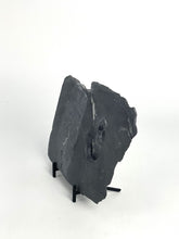 Load image into Gallery viewer, Wheeler Shale prolific with fossil trilobites found in the Utah West Desert