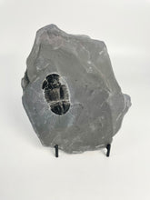 Load image into Gallery viewer, Asaphiscus wheeleri Trilobite Complete with Pyritic Inclusion 1 3/4&quot;
