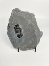 Load image into Gallery viewer, Asaphiscus wheeleri Trilobite Fossil Complete with Pyritic Inclusion 1 3/4"