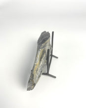 Load image into Gallery viewer, Utah West Desert Wheeler Shale prolific with Middle Cambrian Fossil Trilobites