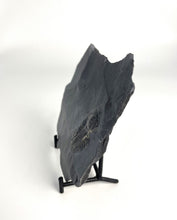 Load image into Gallery viewer, 1 3/4" Utah Asaphiscus Wheeleri Fossil Trilobite Molt infused with Pyrite Crystals Middle Cambrian Period Wheeler Shale Formation