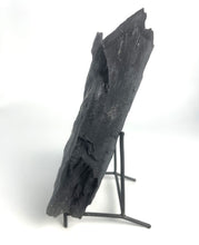 Load image into Gallery viewer, X-Large 2" Asaphiscus wheeleri Fossil Trilobite Molt