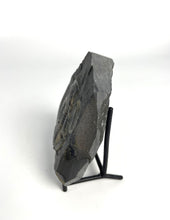 Load image into Gallery viewer, X-Large 2 3/8" Utah Asaphiscus Wheeleri Fossil Trilobite Molt included with a nice visible trilobite imprint.