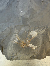 Load image into Gallery viewer, Fossilized Cambrian Choia carteri Sponge