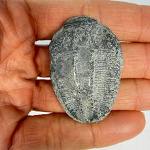 Load image into Gallery viewer, Fossilized backside of Utah Trilobite held in a hand against a white background